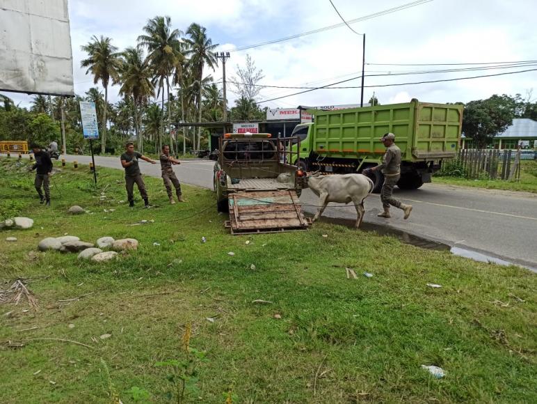 Penangkapan hewan ternak