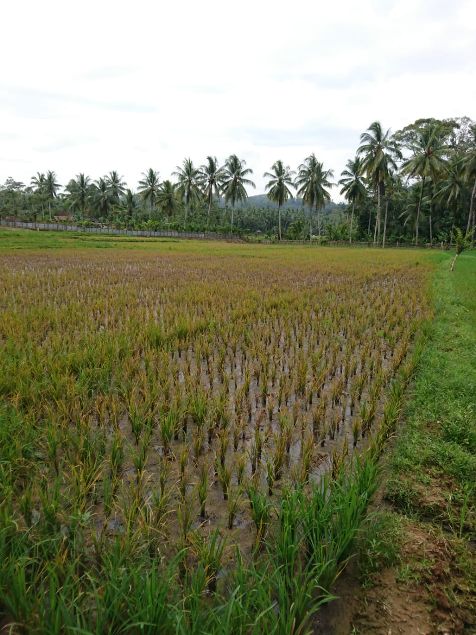 gagal panen