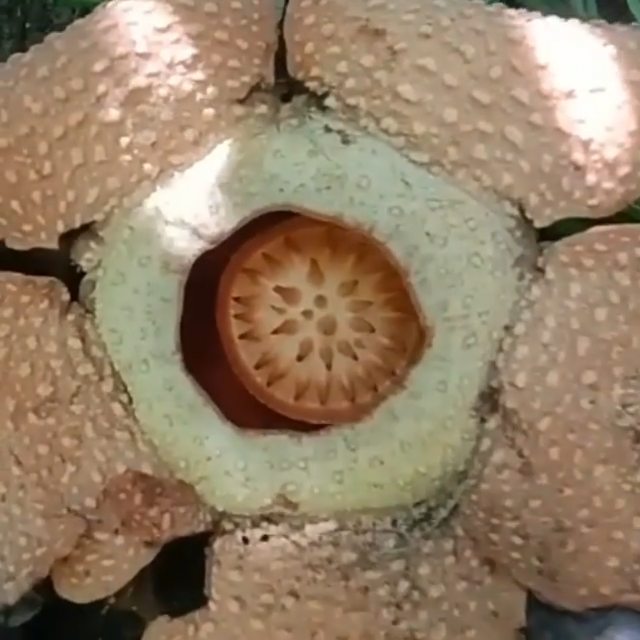 raflesia