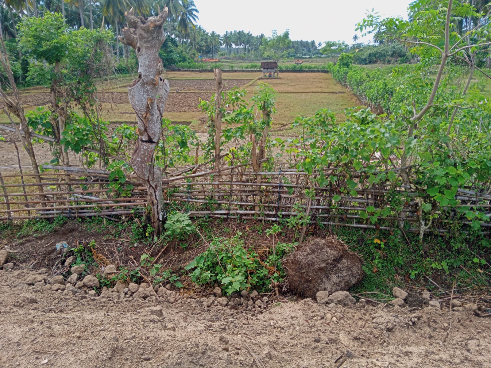 Lahan Persawahan Warga
